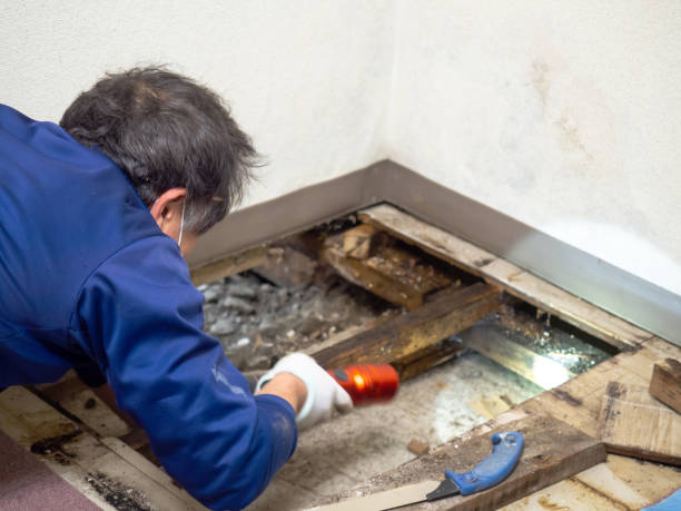 Best HVAC Mold Remediation in St James, MD