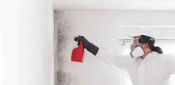 Best DIY Mold Remediation Support Services in St James, MD
