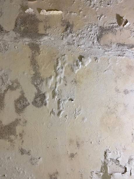 Best Post-Flood Mold Remediation in St James, MD