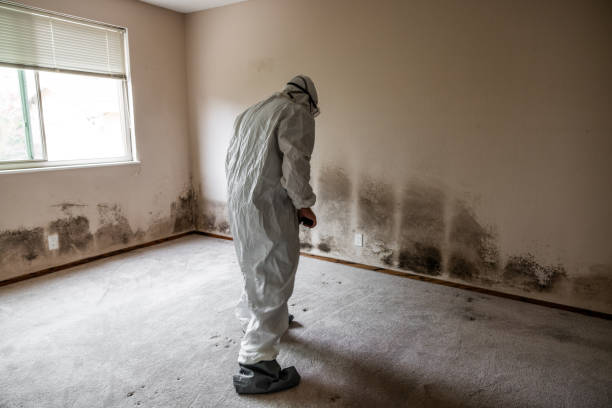 Best Industrial Mold Remediation in St James, MD